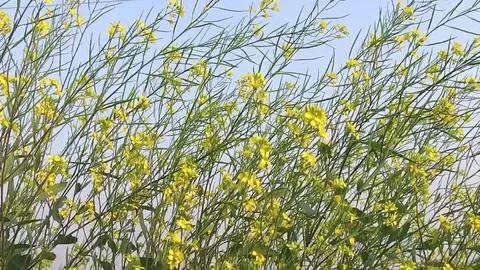 Mustard crop field Stock Footage 75053273