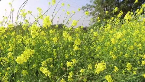 Mustard crop field Stock Footage 75055147