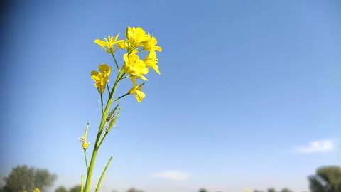 Mustard crop flowers with copy space blue sky Stock Photos