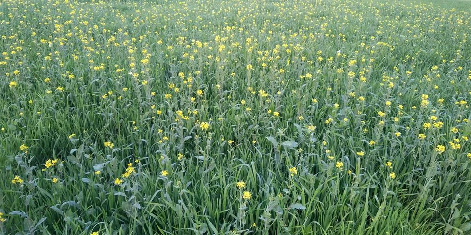 Mustard crops in india Stock Photos