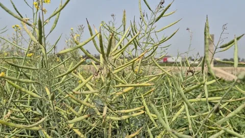 Mustard Field Filled With Young Developing Green Pods On Stalks Stock Footage 337599477