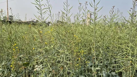 Mustard Field Filled With Young Developing Green Pods On Stalks Stock Footage 337599482