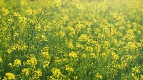Mustard Field Stock Footage 144307719