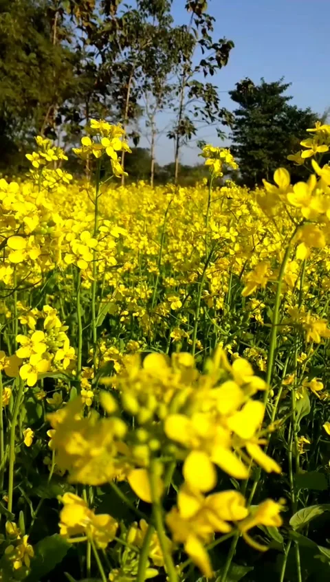 Mustard field Stock Footage 167059559