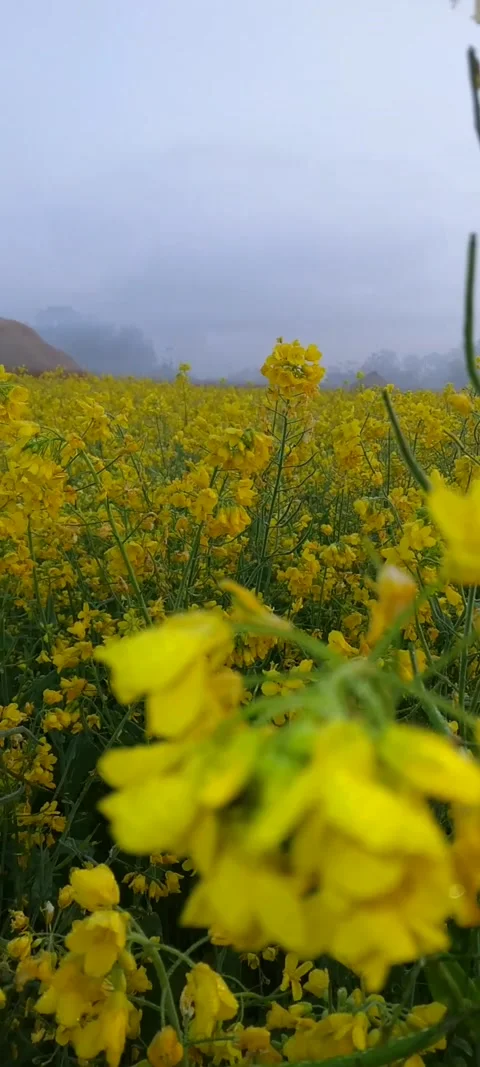 Mustard field Stock Footage 168124598