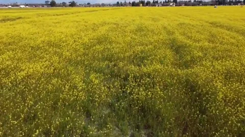 Mustard Field Stock Footage 274037213
