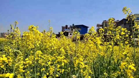 Mustard field Video stock 276893362