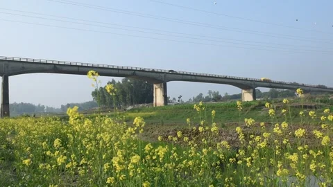 Mustard field. Stock Footage 297556266