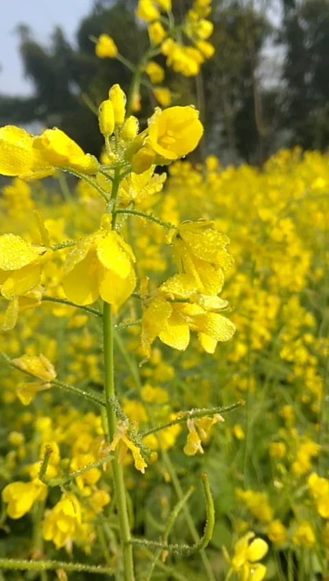 Mustard field of Nepal Stock Footage 167000542