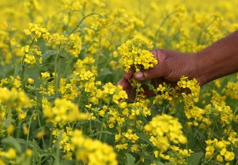 Mustard field Stock Photos