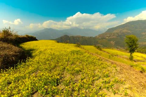 Mustard field Stock-Fotos