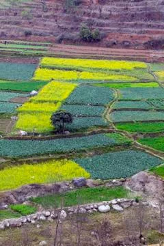 Mustard field 스톡 사진