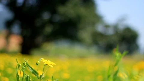 Mustard fields focus shift 1 Video stock 102781297
