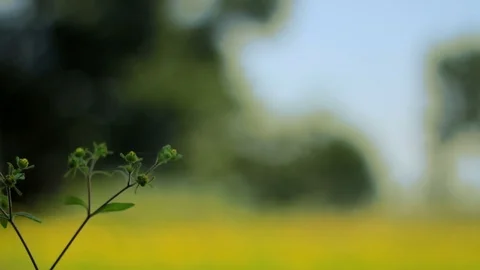 Mustard fields focus shift 2 Video stock 102779423