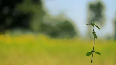 Mustard fields focus shift 3 Video stock 102779105