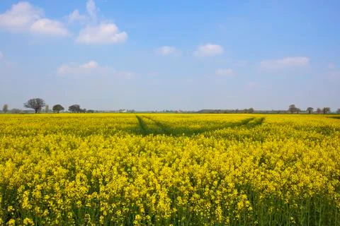 Mustard fields Stock Photos