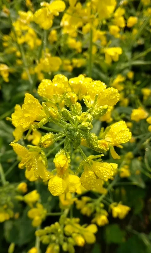 Mustard flower with dew drops Stock Footage 166959723