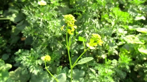 Mustard flower 스톡 동영상 154410984