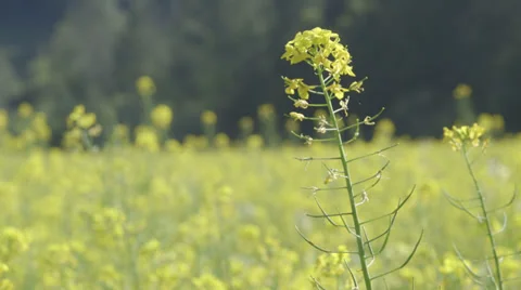 Mustard flower moving in wind. Stock Footage 39217867