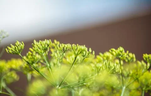 The mustard flower or plant Stock Photos