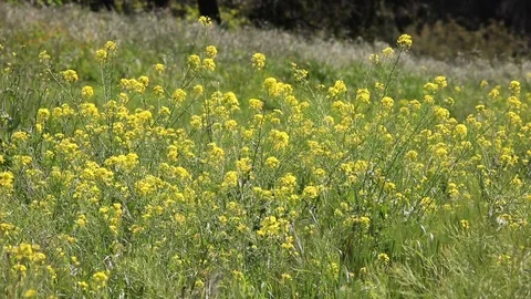 Mustard Flowers and Tiny White Butterfly Stock Footage 108126162
