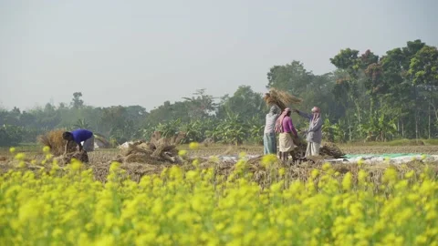 Mustard flowers are blooming in the vast field. On the other hand, the farmers a Stock Footage