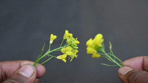 Mustard flowers on black background. 動画素材 259945798