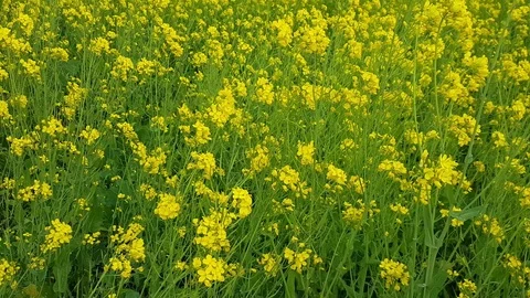 Mustard flowers in the field Stock Footage 100630087