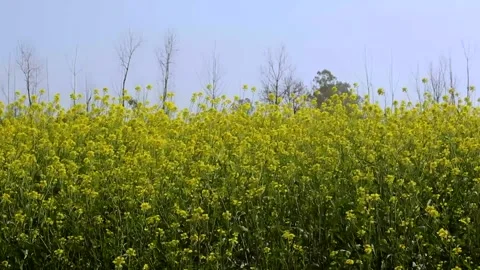 Mustard flowers 스톡 동영상 133585899