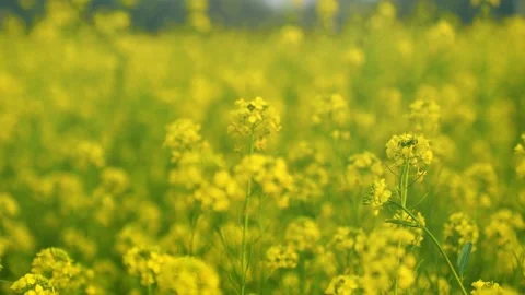 Mustard Flowers Stock Footage 144307761