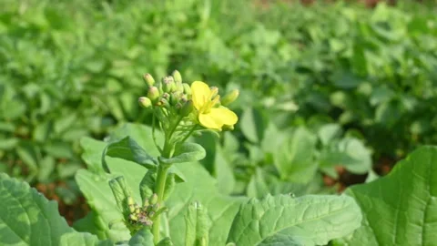 Mustard flowers. Stock Footage 257550493