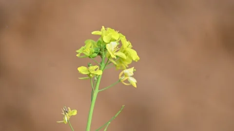 Mustard flowers. Stock Footage 300430804