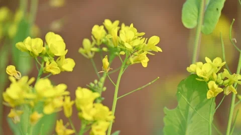 Mustard flowers. 库存影片 300431223