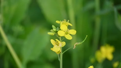 Mustard flowers. Stock Footage 300432007
