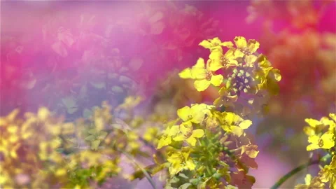 Mustard flowers horizontal panoramic view on colorful bright blur background Vídeos de archivo 233439840