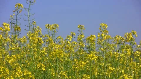 Mustard Stock Footage 10605986