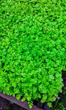 Mustard in the garden in autumn Stock Photos