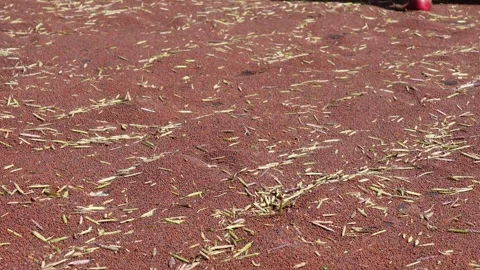 Mustard Grain Processing Stock Footage 336433332