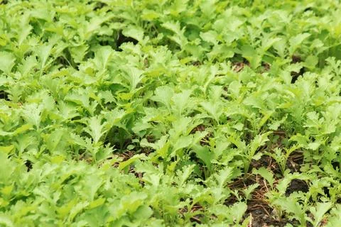 Mustard Green on the soil plot that has a curly, wrinkled leaf surface Fotos de archivo