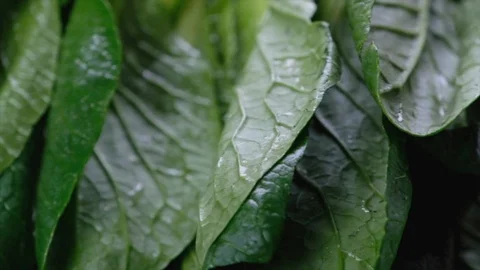 Mustard Greens Video stock 90222729