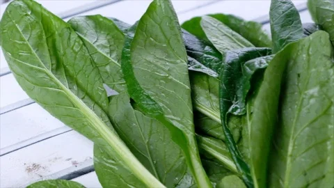 Mustard Greens Stock Footage 90223235