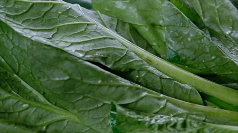 Mustard Greens Stock Footage 90223539