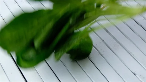 Mustard Greens Stock Footage 90223815