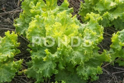Mustard greens Stock Photos
