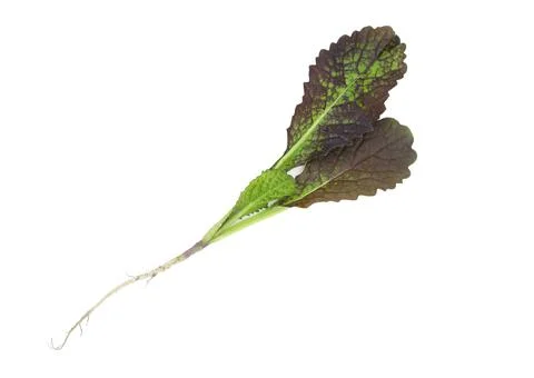 Mustard leaf close up. Stock Photos