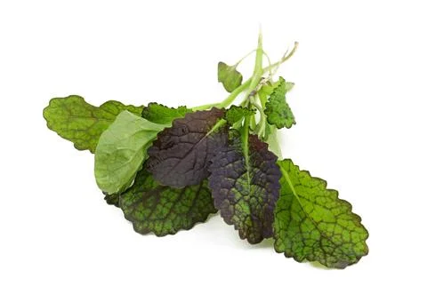 Mustard leaf close up. Foto stock