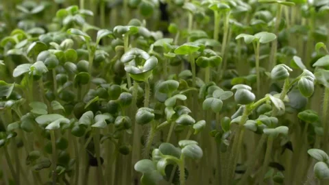 Mustard microgreens birth close-up. 스톡 동영상 201251407