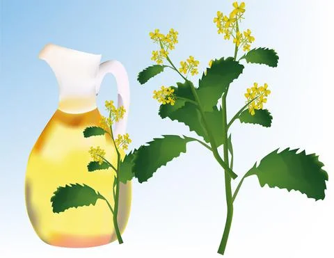 Mustard oil Stock Illustration