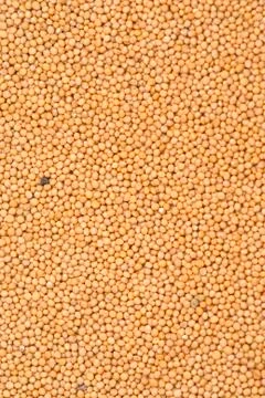 Mustard Stock Photos