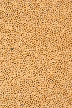 Mustard Stock Photos